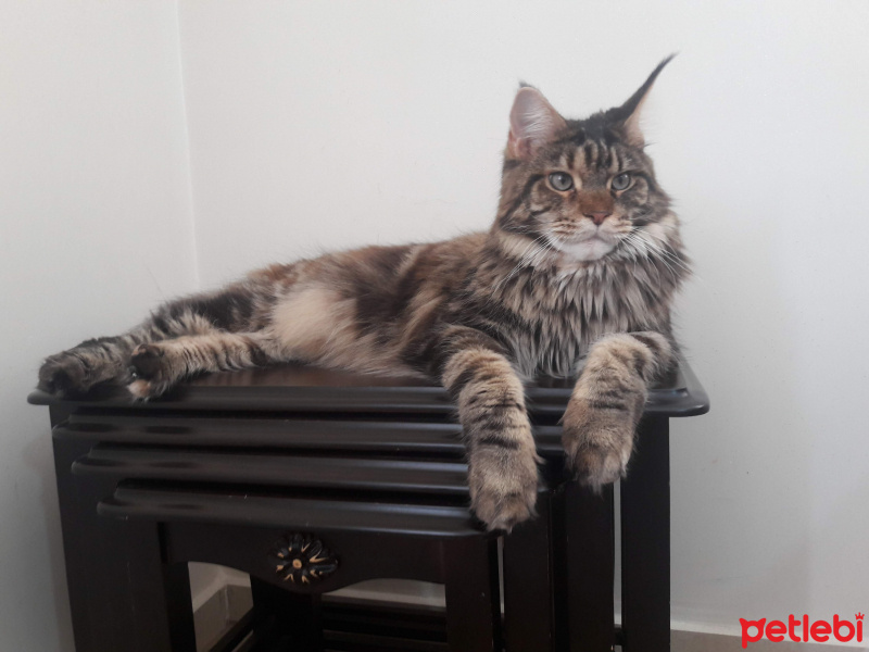 Maine Coon, Kedi  Gayana fotoğrafı