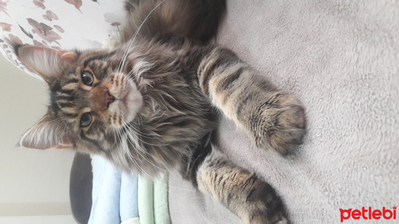 Maine Coon, Kedi  Gayana fotoğrafı