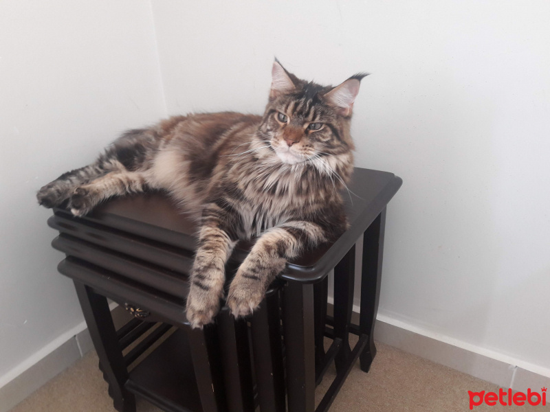 Maine Coon, Kedi  Gayana fotoğrafı