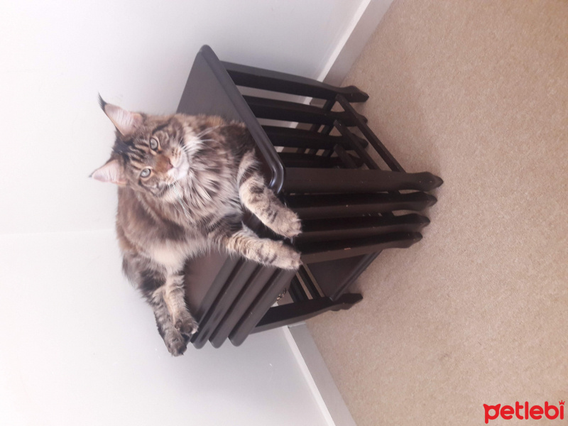 Maine Coon, Kedi  Gayana fotoğrafı