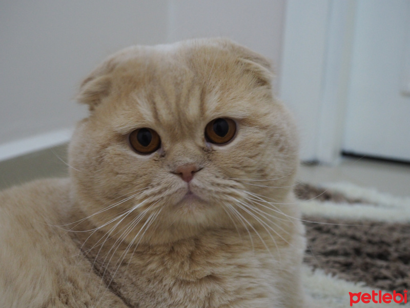 Scottish Fold, Kedi  Rico fotoğrafı