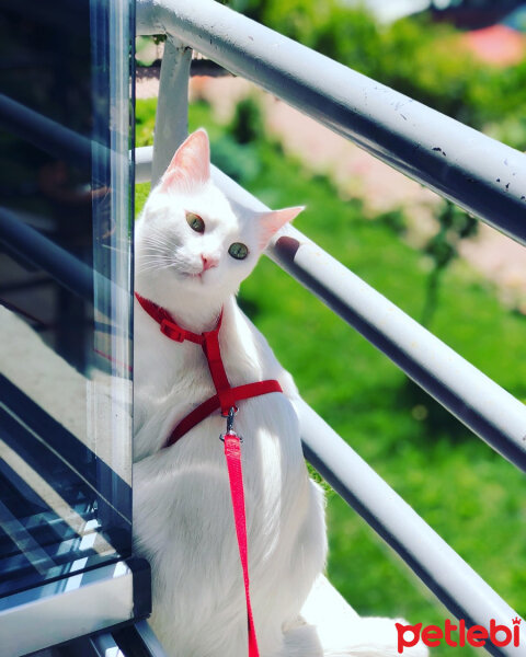 Ankara Kedisi, Kedi  Poncuk fotoğrafı