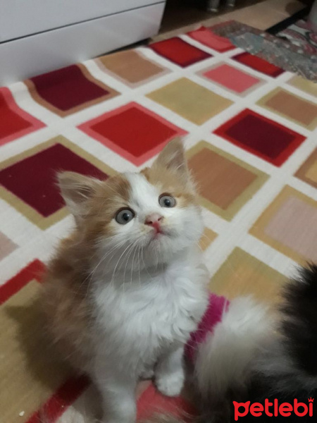 Tekir Kedi, Kedi  Paşa fotoğrafı