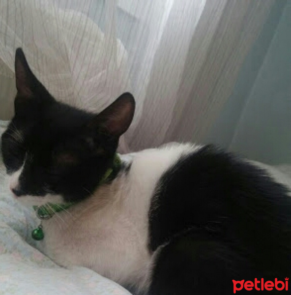 Tekir Kedi, Kedi  Kömür fotoğrafı