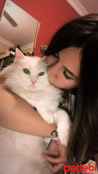 Ankara Kedisi, Kedi  Pamuş fotoğrafı