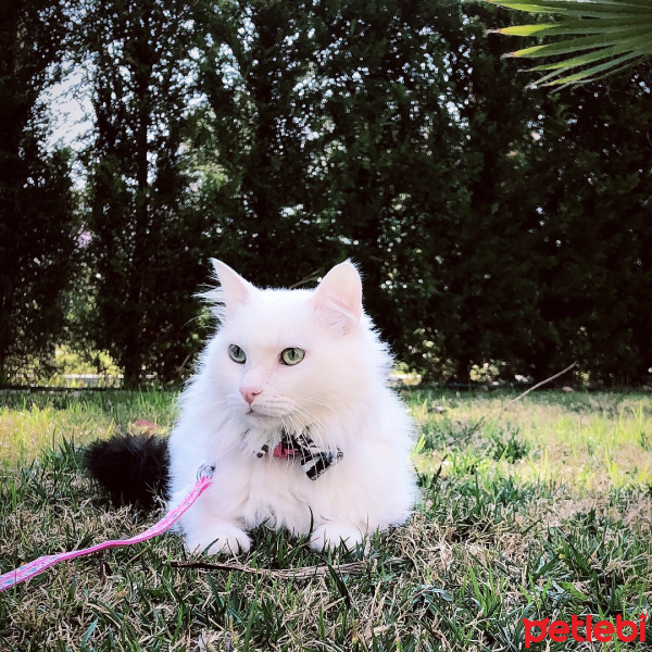 Ankara Kedisi, Kedi  Pamuş fotoğrafı