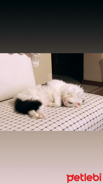 Ankara Kedisi, Kedi  Pamuş fotoğrafı