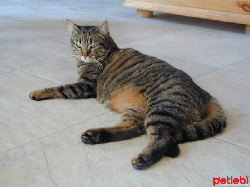 Tekir Kedi, Kedi  Tekir fotoğrafı