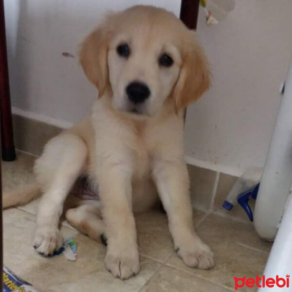 Golden Retriever, Köpek  Joker fotoğrafı