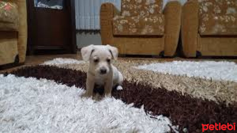 Golden Retriever, Köpek  Kral fotoğrafı