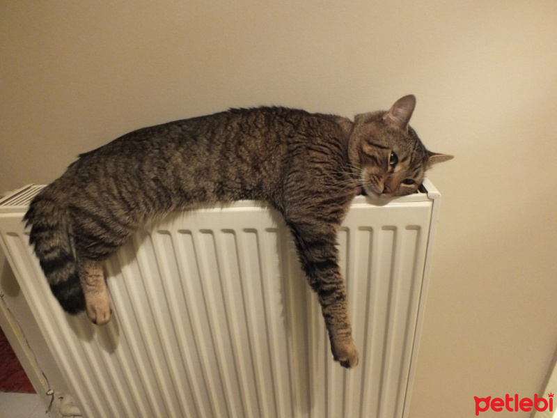 Tekir Kedi, Kedi  Laika fotoğrafı
