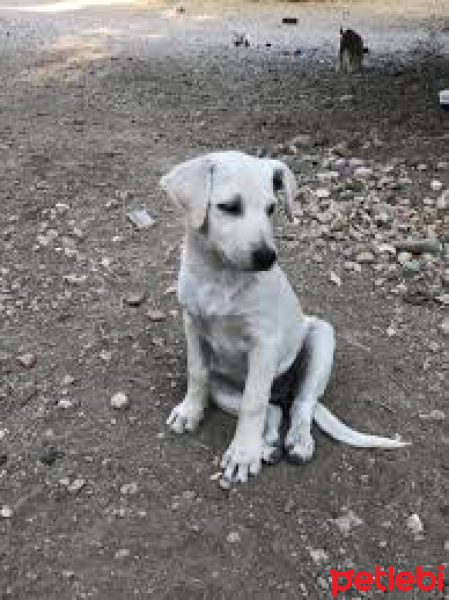 Aidi, Köpek  minnak fotoğrafı