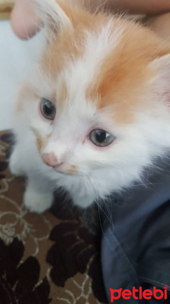 Ragamuffin, Kedi  prens fotoğrafı