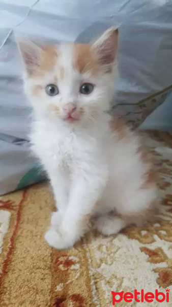 Ragamuffin, Kedi  prens fotoğrafı