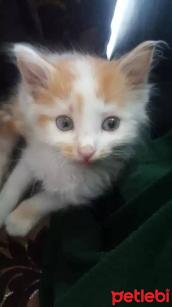 Ragamuffin, Kedi  prens fotoğrafı