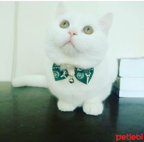 British Shorthair, Kedi  PAMUK fotoğrafı
