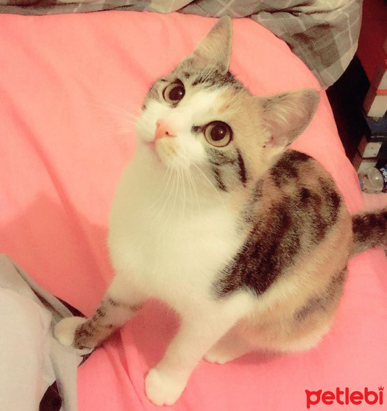 Tekir Kedi, Kedi  Venüs fotoğrafı