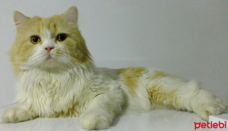 Scottish Fold, Kedi  Barni fotoğrafı