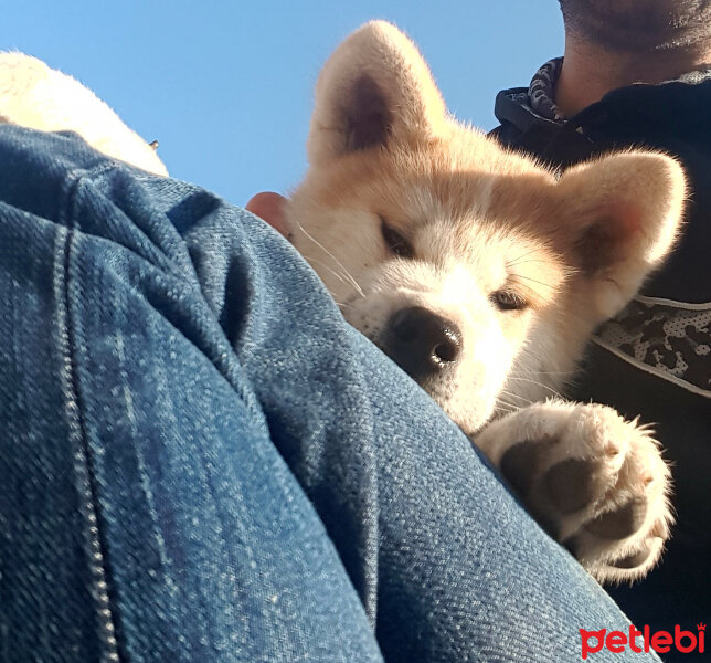 Akita İnu, Köpek  Sora fotoğrafı