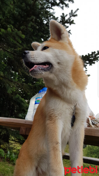 Akita İnu, Köpek  Sora fotoğrafı