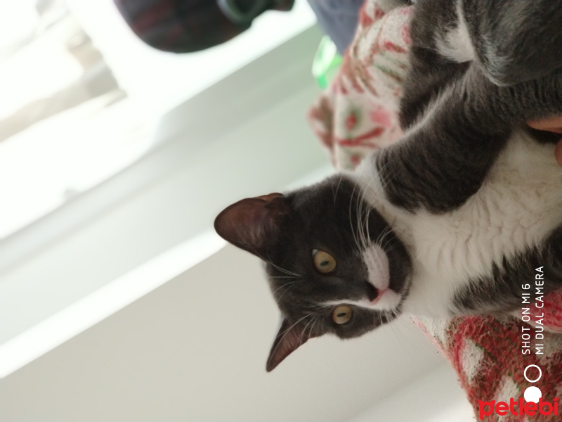 Tekir Kedi, Kedi  Duman fotoğrafı