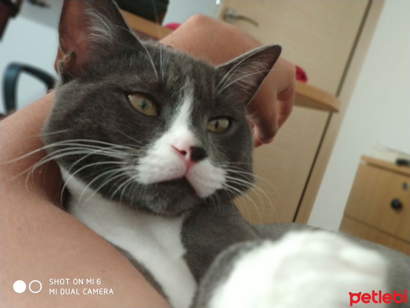 Tekir Kedi, Kedi  Duman fotoğrafı