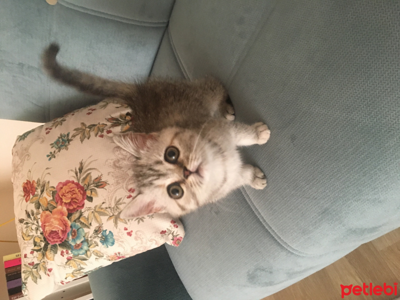 British Shorthair, Kedi  Bulanık fotoğrafı