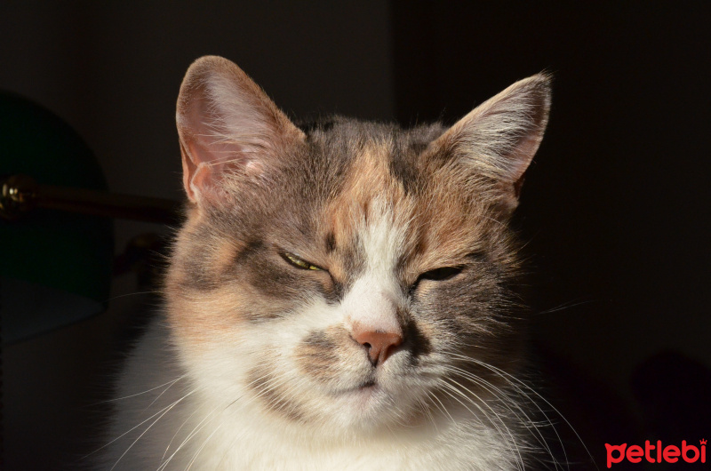 Tekir Kedi, Kedi  Zilli fotoğrafı