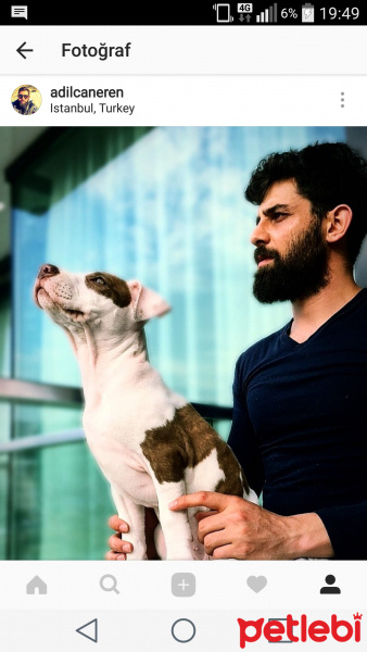 Amerikan Pitbull Terrier, Köpek  Vera fotoğrafı