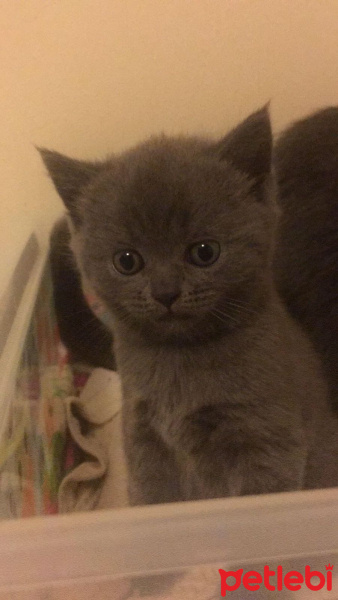 British Shorthair, Kedi  Fıstık fotoğrafı