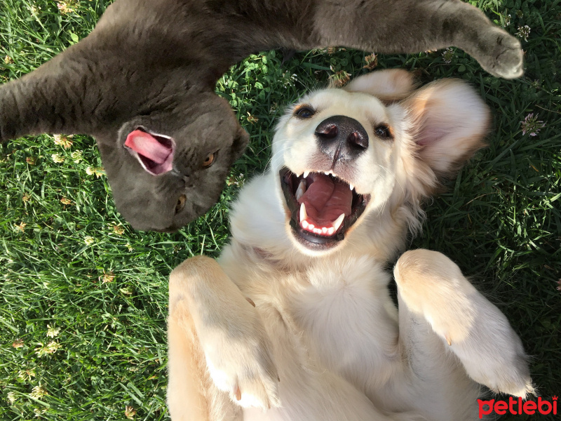 Golden Retriever, Köpek  Vega fotoğrafı
