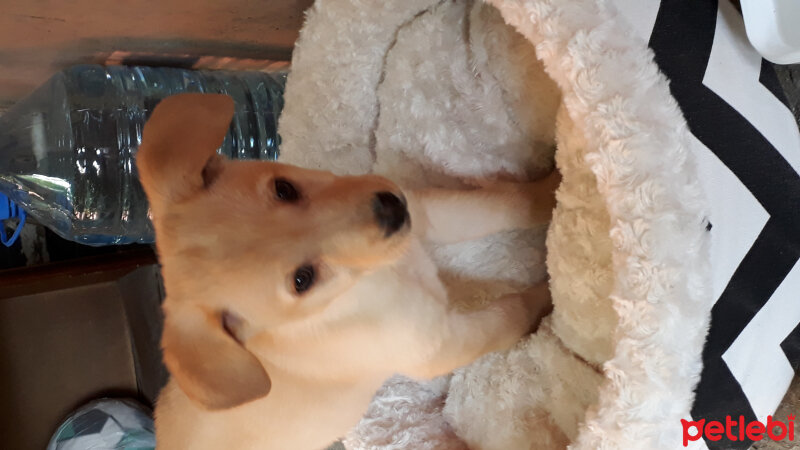 Golden Retriever, Köpek  KUMSAL fotoğrafı