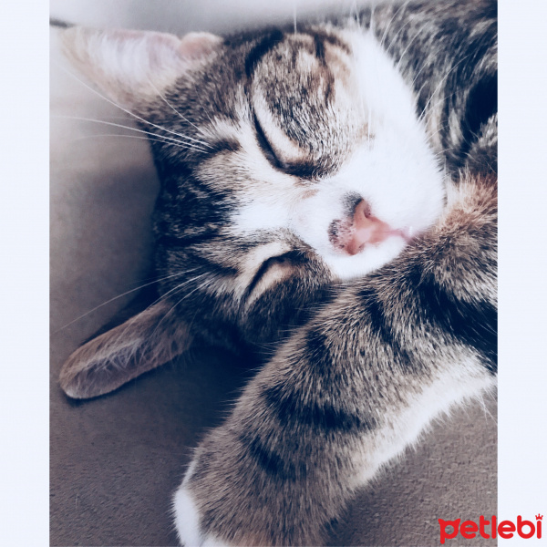 Tekir Kedi, Kedi  Mort fotoğrafı
