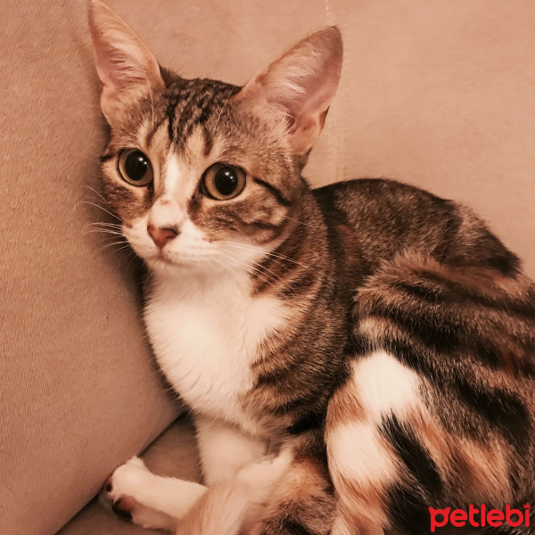 Tekir Kedi, Kedi  Mort fotoğrafı
