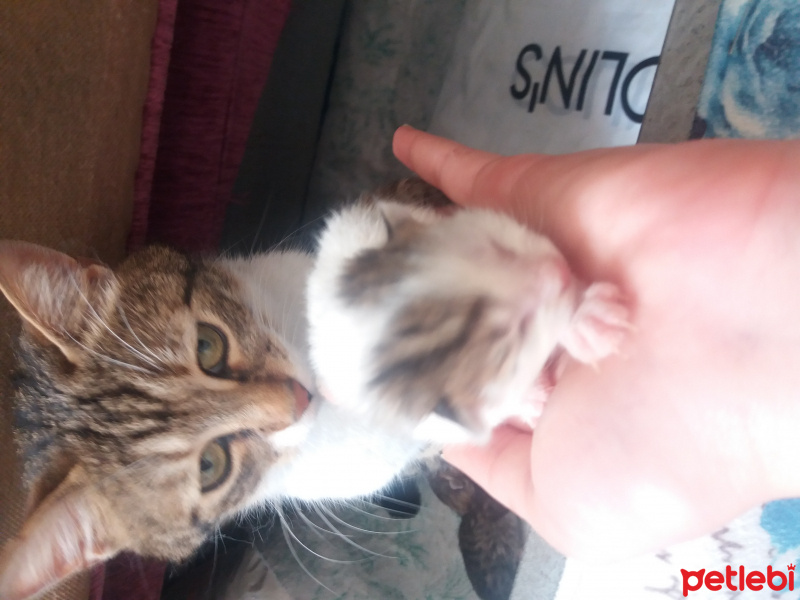 Tekir Kedi, Kedi  Asalet fotoğrafı