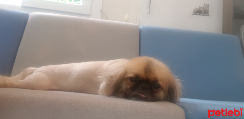 Pekingese, Köpek  Prenses fotoğrafı