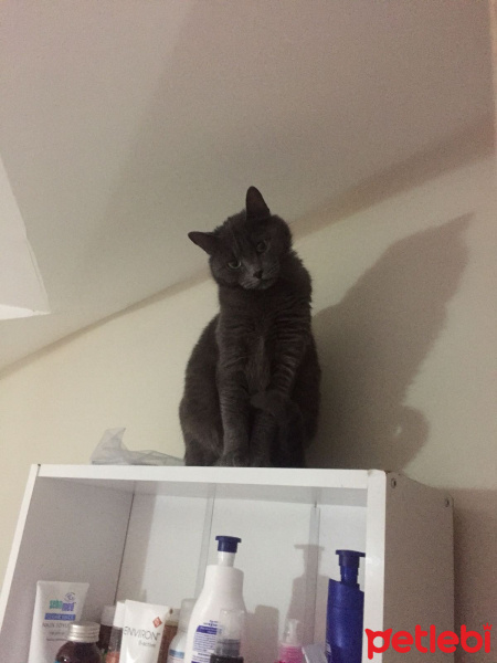 British Shorthair, Kedi  Leydi fotoğrafı