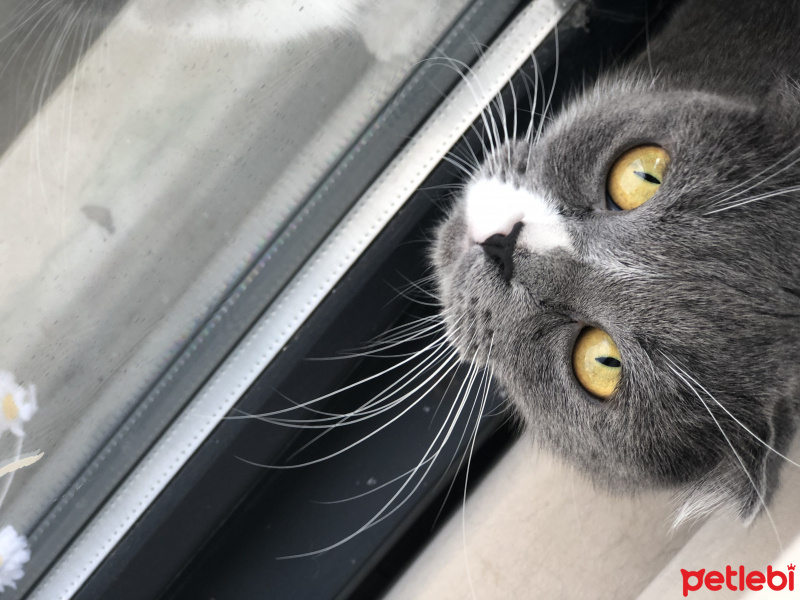 Scottish Fold, Kedi  Çiko fotoğrafı