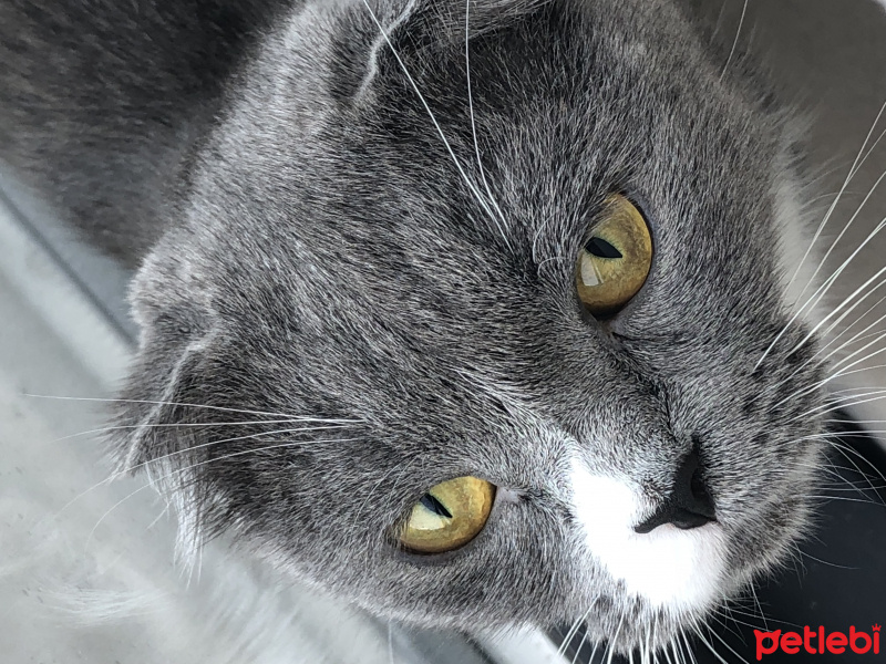 Scottish Fold, Kedi  Çiko fotoğrafı