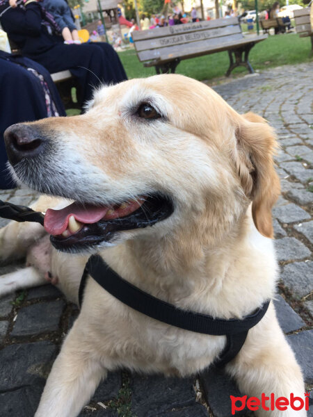 Golden Retriever, Köpek  Karamel fotoğrafı