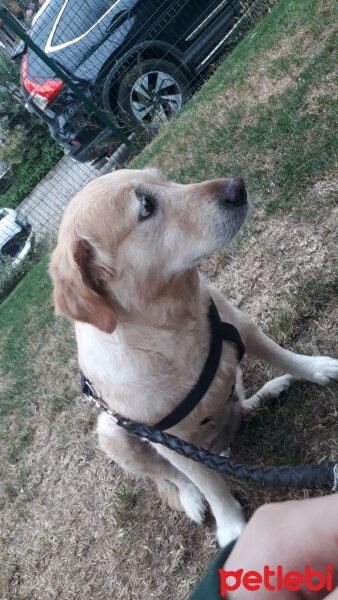 Golden Retriever, Köpek  Karamel fotoğrafı