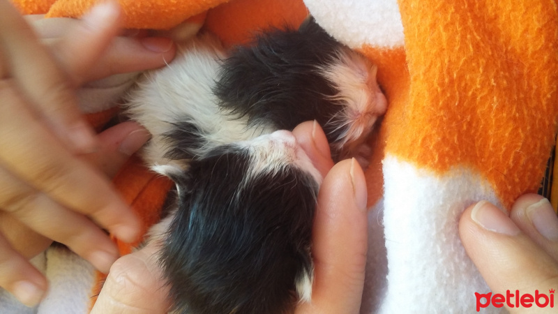 Tekir Kedi, Kedi  adi yok fotoğrafı