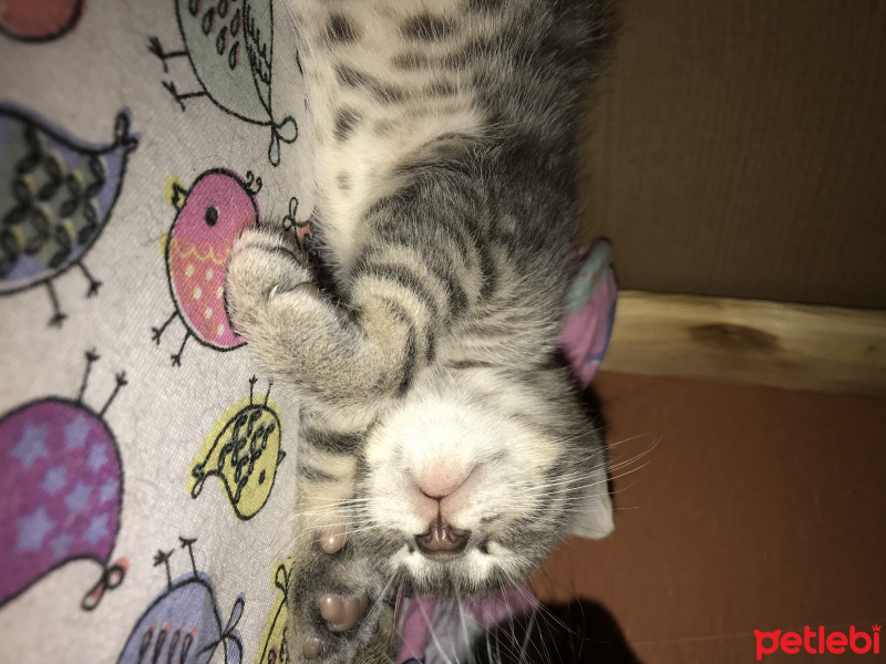 Tekir Kedi, Kedi  Bebekler fotoğrafı
