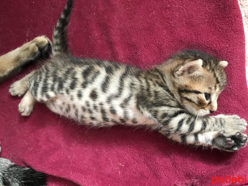 Tekir Kedi, Kedi  Bebekler fotoğrafı