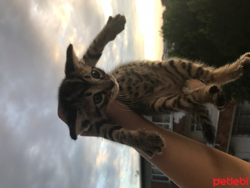 Tekir Kedi, Kedi  Bebekler fotoğrafı