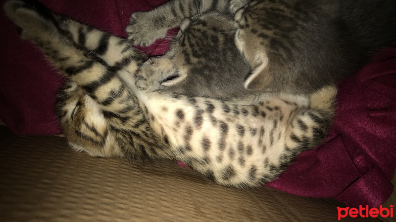 Tekir Kedi, Kedi  Bebekler fotoğrafı