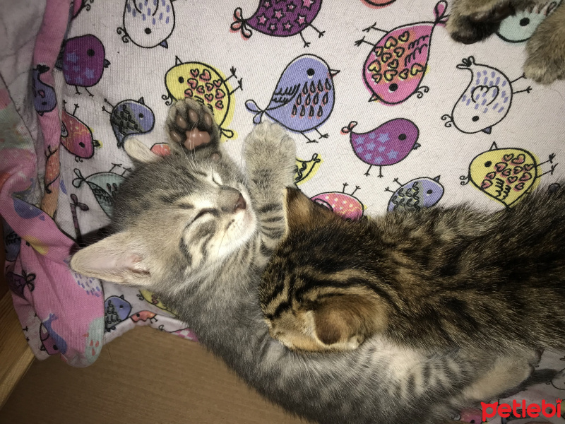 Tekir Kedi, Kedi  Bebekler fotoğrafı