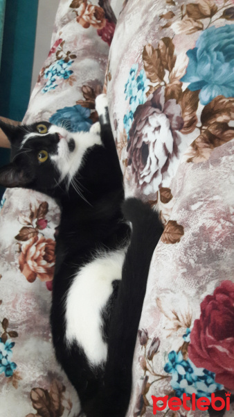 Tekir Kedi, Kedi  Zeytin fotoğrafı