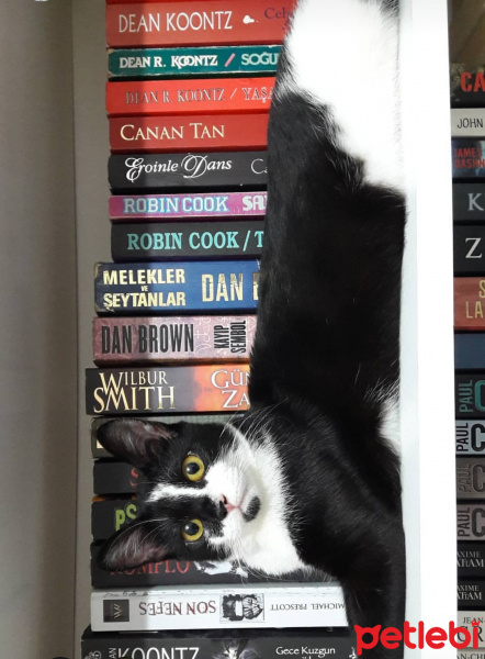 Tekir Kedi, Kedi  Zeytin fotoğrafı