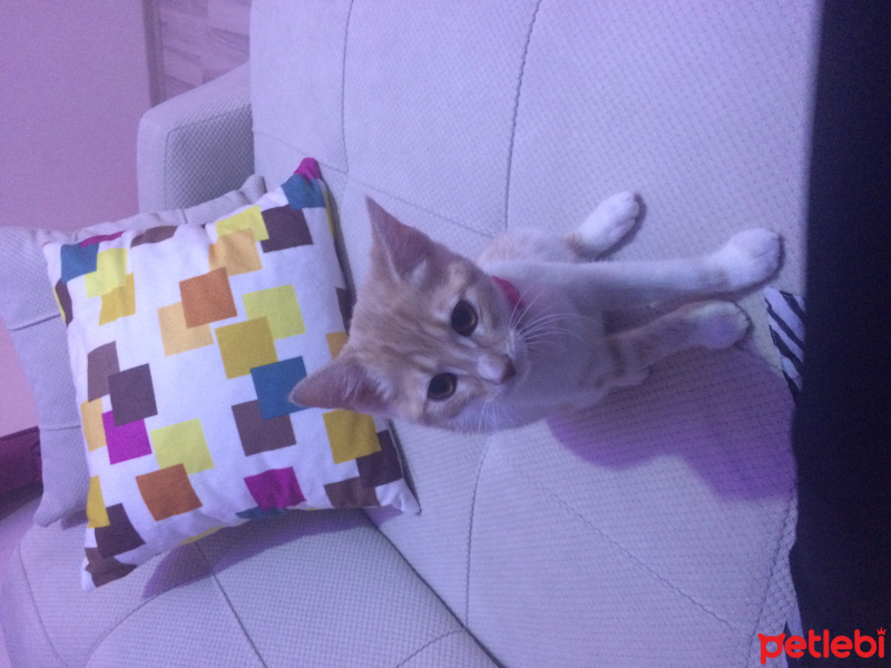 Ankara Kedisi, Kedi  Karamel fotoğrafı